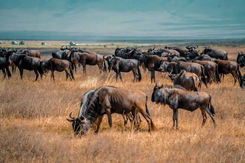 Safari Adventure in East Africa