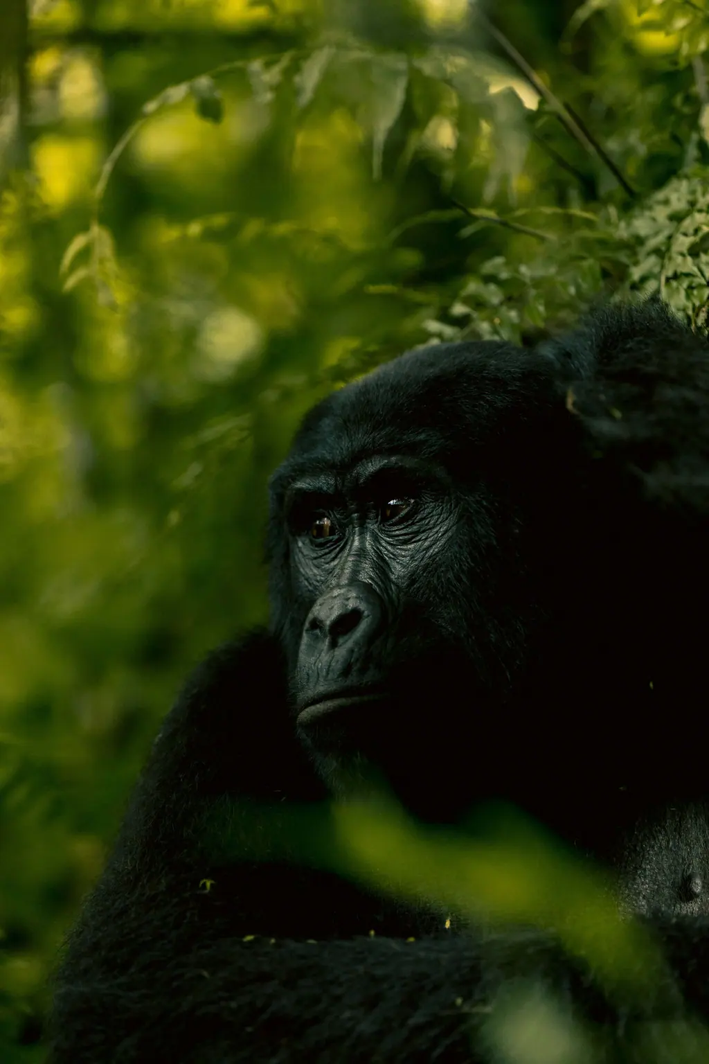 Uganda Bwindi mountain gorilla sanctuary