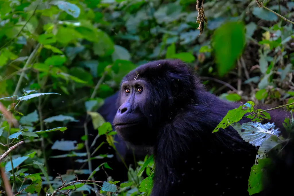 Gorilla Kingdom Expedition