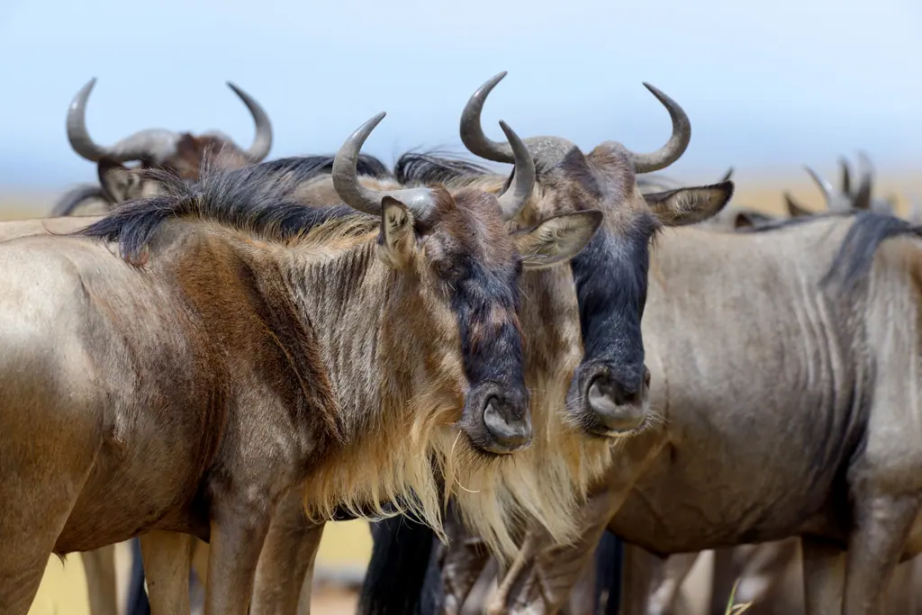 Great Migration Safari
