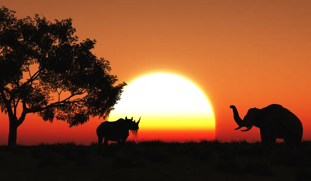 Ivory Horizons African sunset wilderness horizon