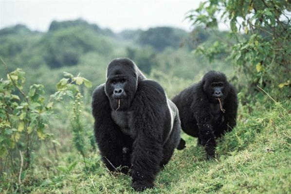 96e2f9398767614795085bb811bf6165